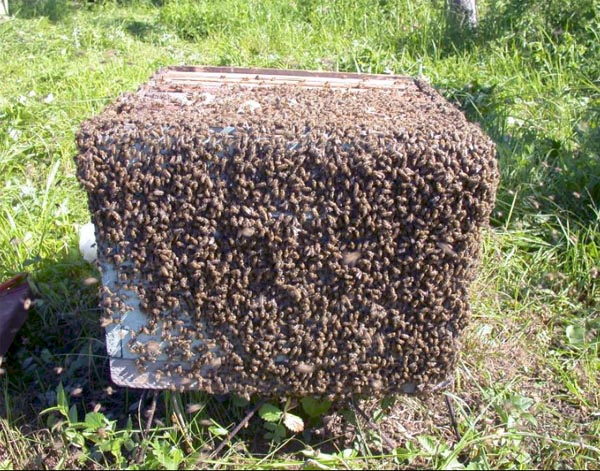 Hives | Causes, Symptoms, Pictures, & Treatment