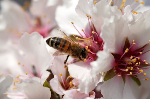 How to start beekeeping - beekeeping for beginners (7)