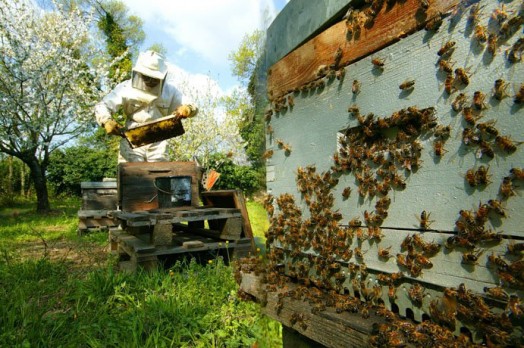 How to start beekeeping - beekeeping for beginners (3)
