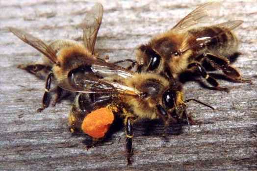 Honey bees disappearing - bee extermination (1)
