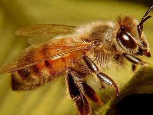 L'apiculture en tant qu'entreprise - débutant l'apiculture (4)