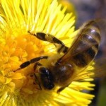Beekeeping lessons