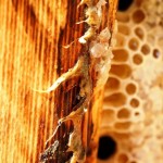 Benefits of propolis