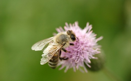 Abeille à miel - images d'abeilles à miel (17)