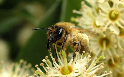 Abeille à miel - images d'abeilles à miel (16)