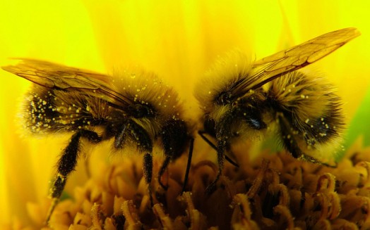 Abeilles à miel et fleurs - des fleurs pour attirer les abeilles (2)