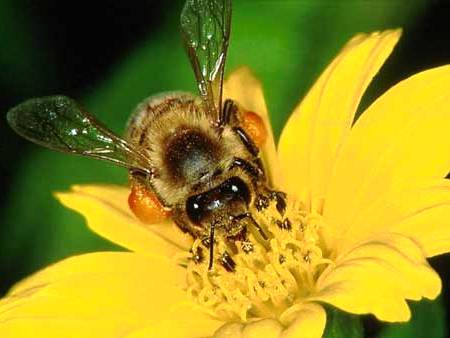 Bees honey making - how does bees make honey (3)