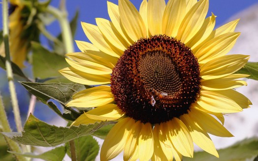 Abeilles à miel et fleurs - des fleurs pour attirer les abeilles (6)