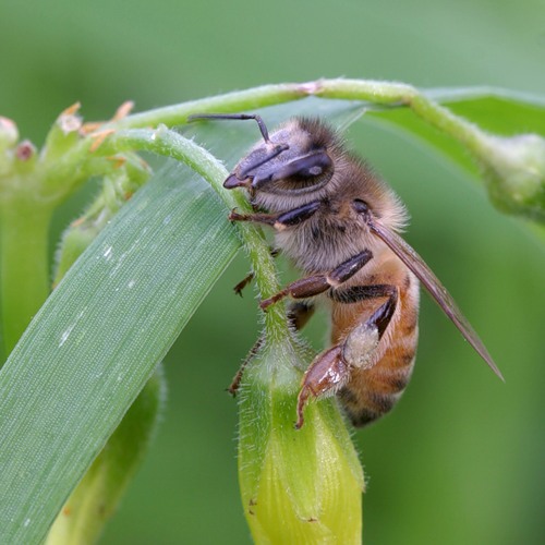 Abeille à miel - images d'abeilles à miel (2)