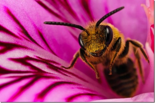 Abeille à miel - images d'abeilles à miel (4)
