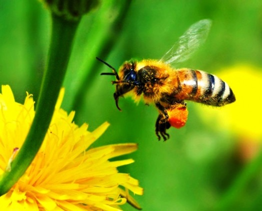 Bees honey making - how does bees make honey (2)