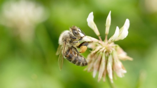 Honey bee species - honey bees pictures (9)