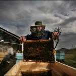 Keeping bee hives