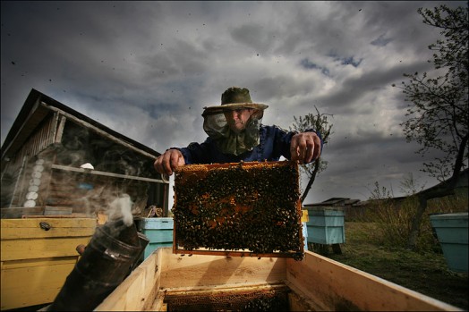 Beekeeper honey - keeping bee hives (3)
