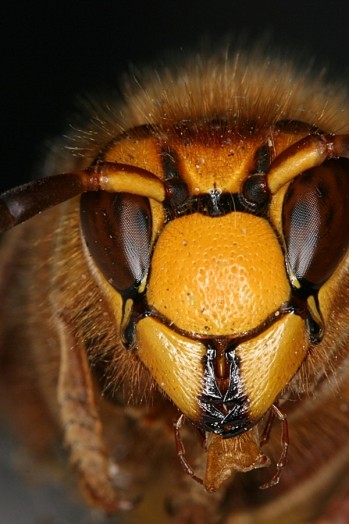 Abeille à miel - images d'abeilles à miel (5)