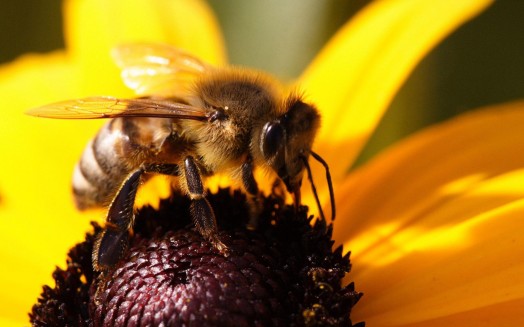 Abeille à miel - images d'abeilles à miel (6)