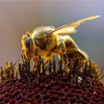 Stingless bees 