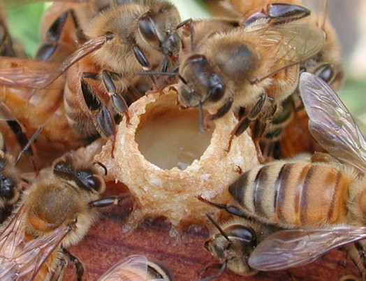 Abeille à miel - images d'abeilles à miel (18)