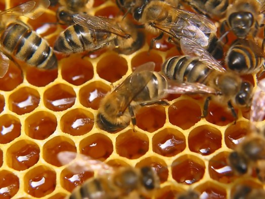 comment collecter le miel - apiculture pour les nuls (4)
