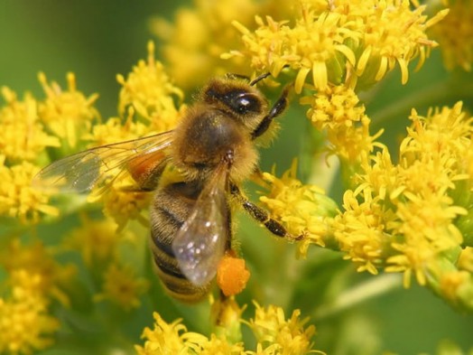 Abeille à miel - images d'abeilles à miel (13)