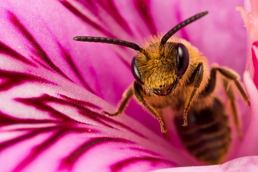Abeille à miel - images d'abeilles à miel (7)