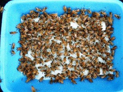 Russian bees - honey bees beekeeping (2)