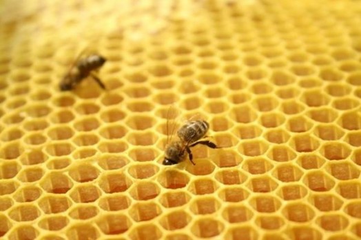 Honeybee facts - bee facts for kids (5)