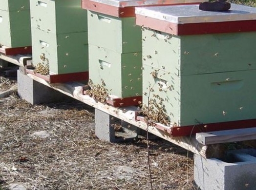 Faits sur les abeilles - Faits sur les abeilles pour les enfants (3)