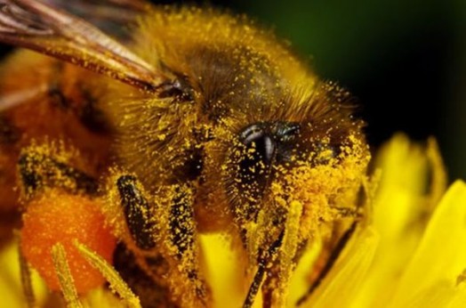 Honeybee facts - bee facts for kids (7)