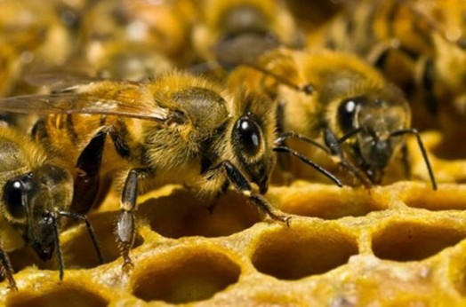 Honeybee facts - bee facts for kids (6)
