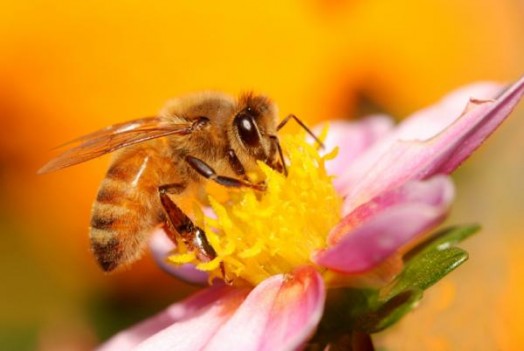Honeybee facts - bee facts for kids (2)