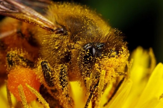 Honeybee facts - bee facts for kids (1)