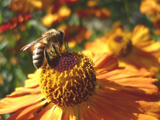 Bee habitat - how does bee work (1)