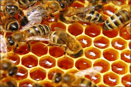 honey wound healing - healing properties of honey (1)