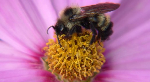 Abeilles à miel et fleurs - des fleurs pour attirer les abeilles (1)