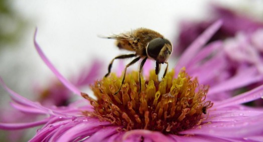 Abeille à miel - images d'abeilles à miel (8)