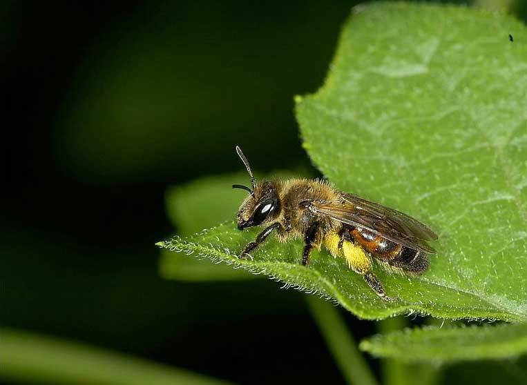 Different types of bees - bees identification (3)