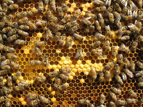 Honeybee facts - bee facts for kids (8)