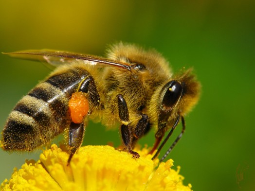 Abeille à miel - images d'abeilles à miel (15)