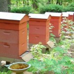 Making bee hives
