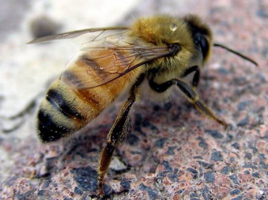 Abeille à miel - images d'abeilles à miel (11)