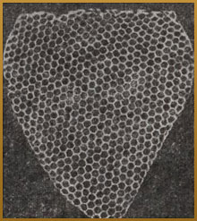 Bee honeycomb - information on honey bee (3)