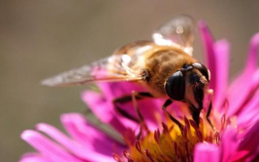 Abeille à miel - images d'abeilles à miel (14)