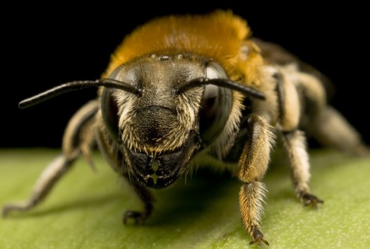 Honey bee species - honey bees pictures (3)