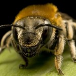 Honey bee species 