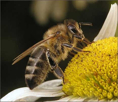 Beekeeper honey - keeping bee hives
