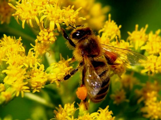 Bee pollen diet - bee bread (3)