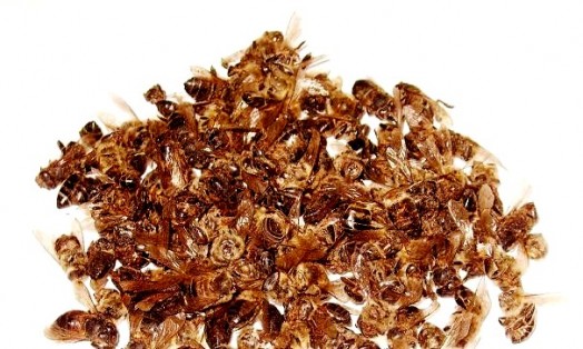 Honey bee products - honey bee production (7)