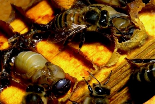 Comment fonctionne l'abeille - bases de l'apiculture (4)