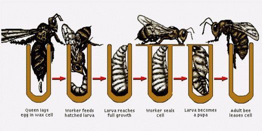 Life cycle of a honey bee - raising bees for honey (3)